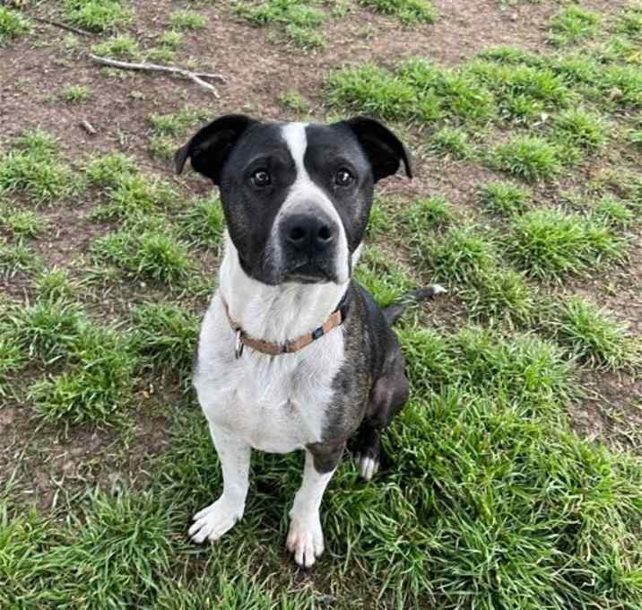 Photo of Buddy