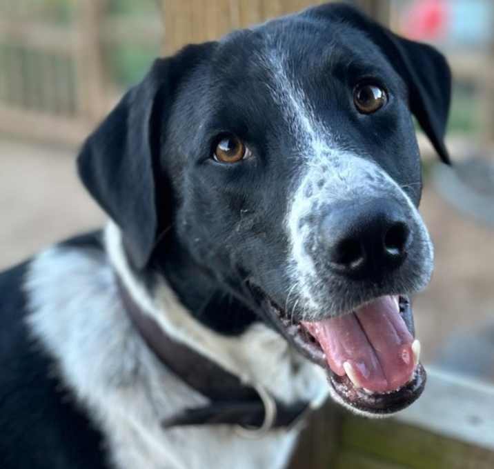 Photo of Brody