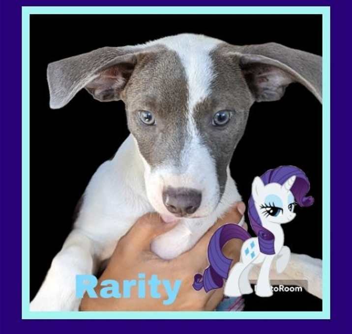 Photo of Rarity