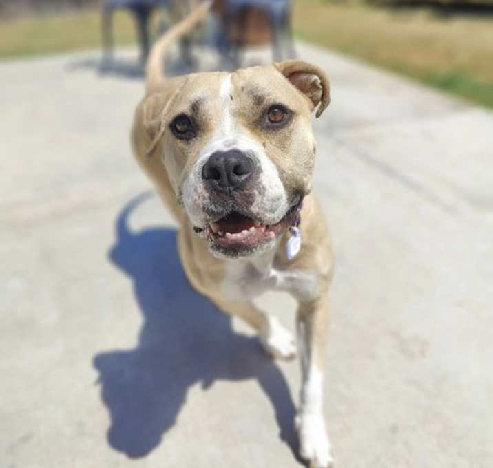 Photo of Honey