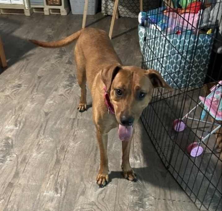 Photo of Penny