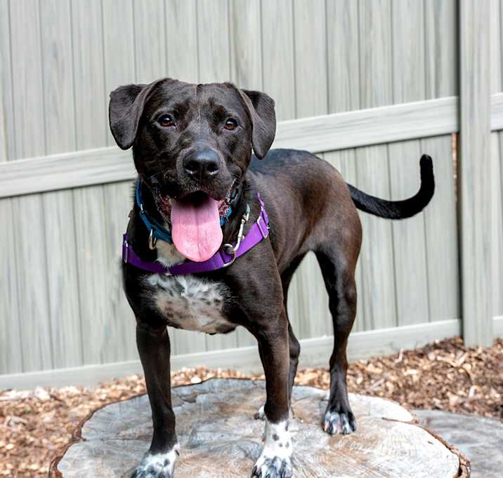 Photo of Luna