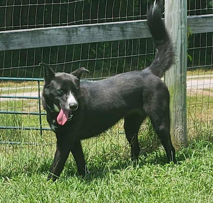 Photo of Scotch