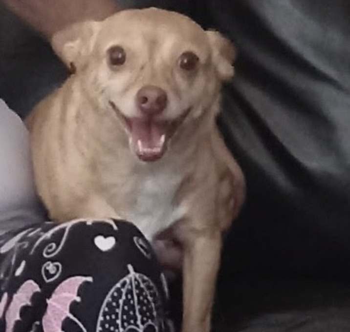 Photo of Piper