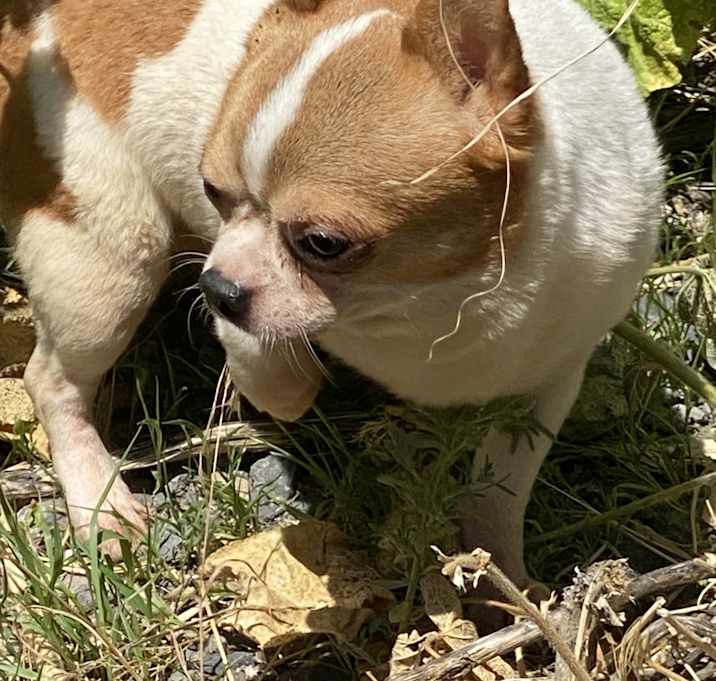 Photo of Tristan