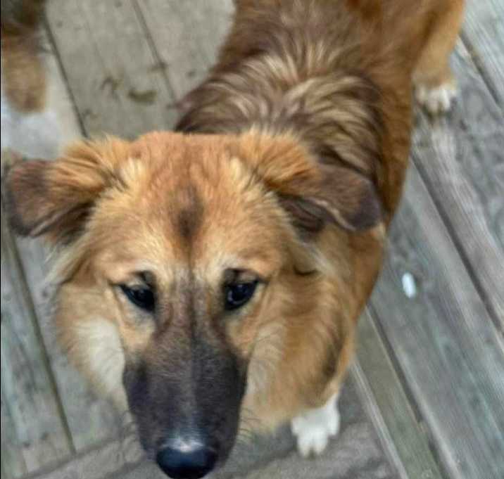 Photo of Karma (Courtesy Post)
