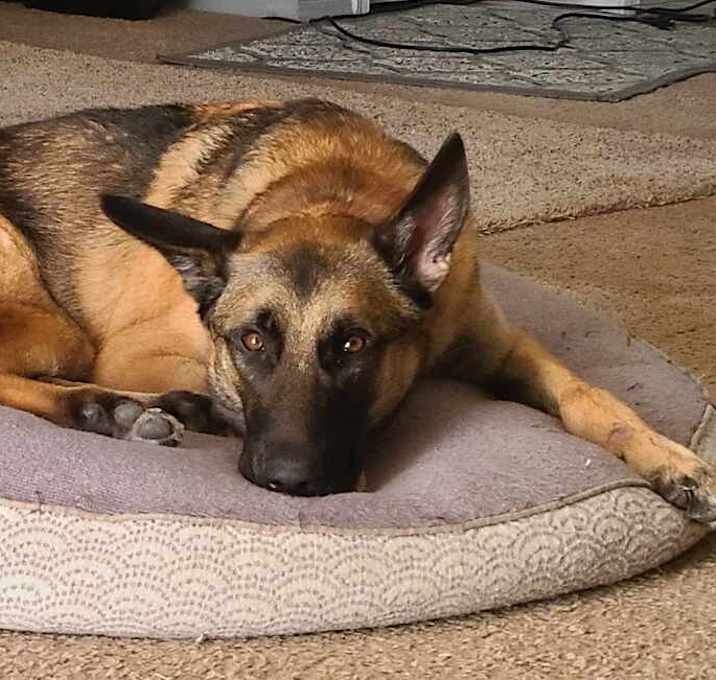 Photo of Trooper - Located in Texas