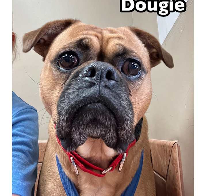 Photo of Dougie