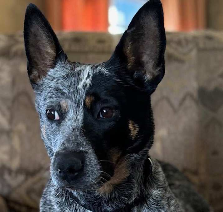 Photo of Bella
