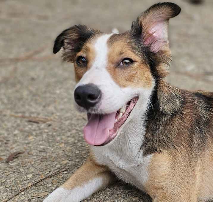Photo of Hooligan