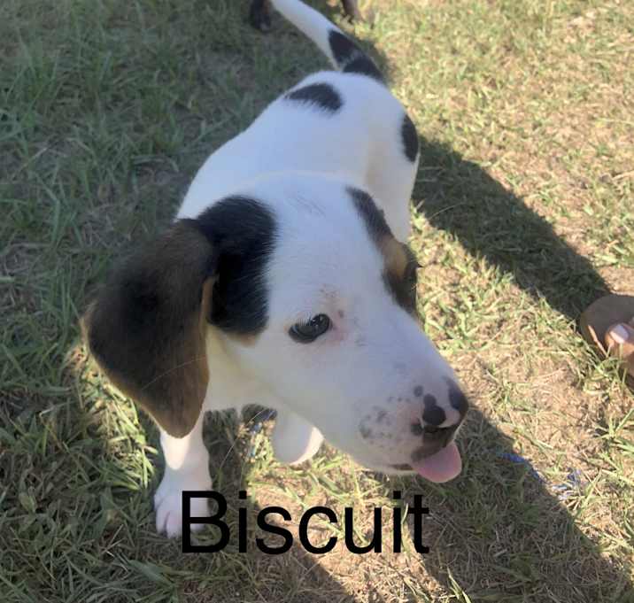 Photo of Biscuit