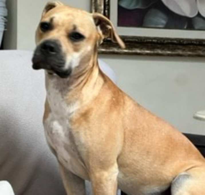 Photo of Talulah (LuLu)