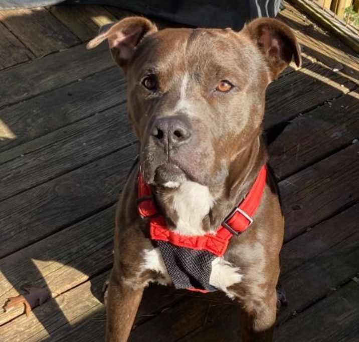 Photo of Shorty