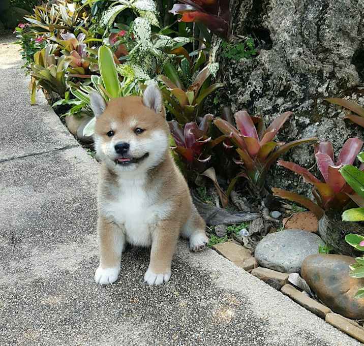 Photo of Coddy
