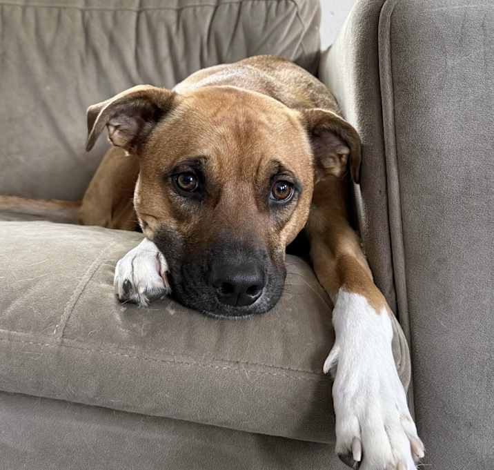 Photo of Winston - AVAILABLE
