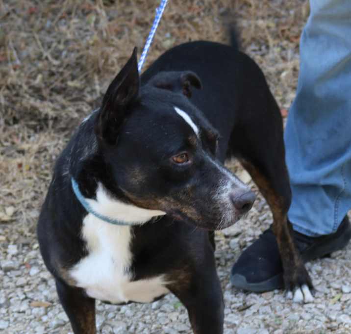 Photo of Brutus