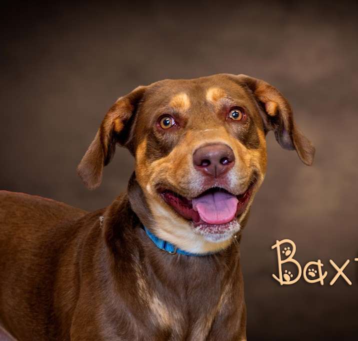 Photo of Baxter