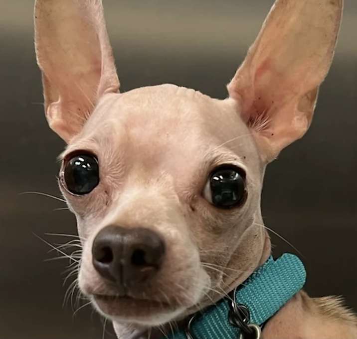 Photo of Bubba