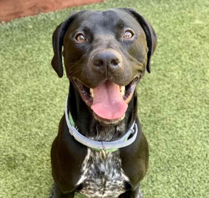 Photo of Arlo