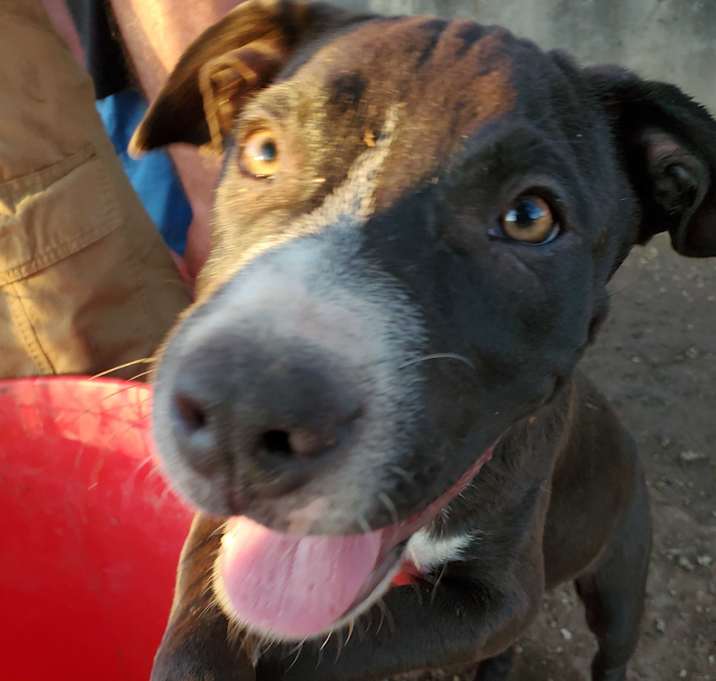 Photo of Rocky