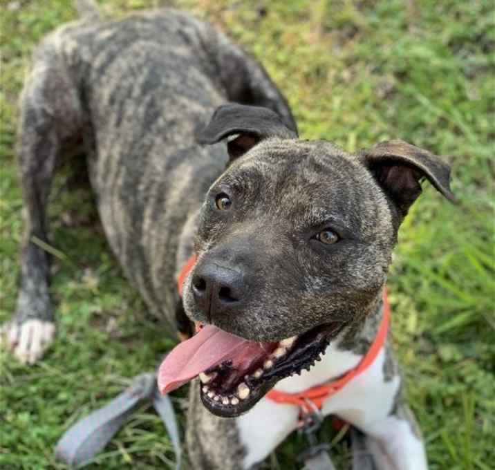 Photo of Hector