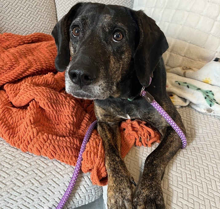 Photo of Scout