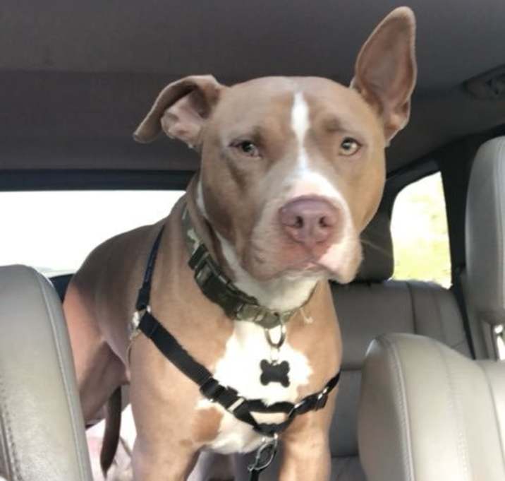 Photo of Chipper