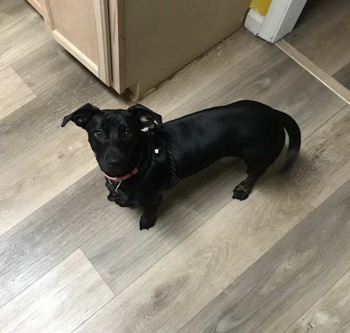 Photo of Peanut 