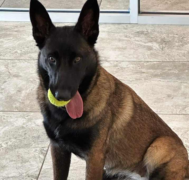 Photo of Cora - Located in San Antonio, TX