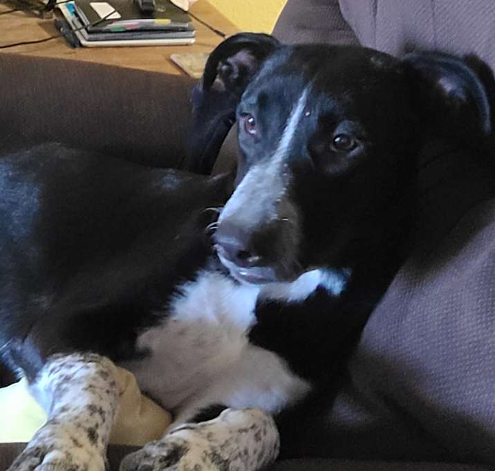 Photo of Valentine