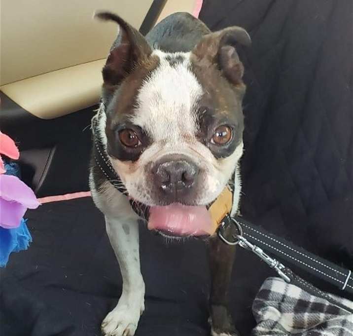 Photo of Boyd (aka Loki; Adoption Pending)