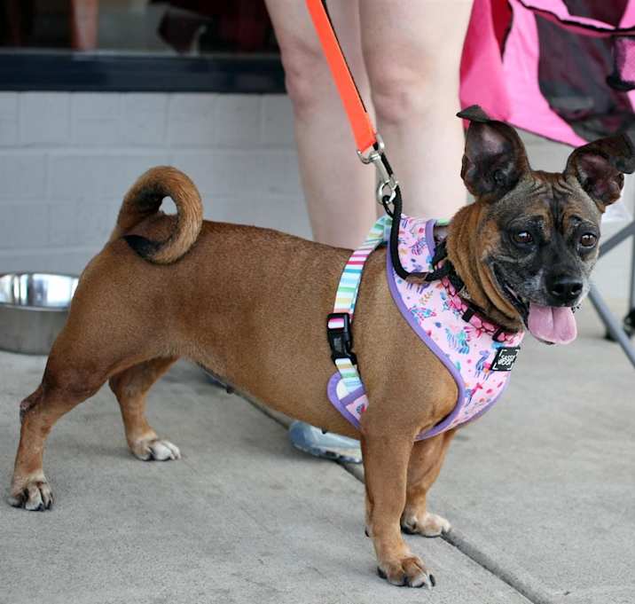 Photo of Roxy