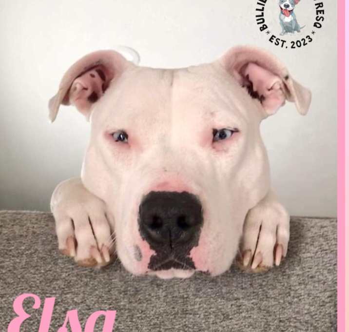 Photo of Elsa