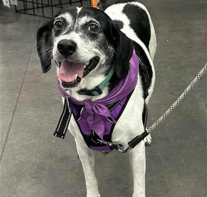 Photo of Sadie *Temporary Foster Home Needed 05/24-06/11*
