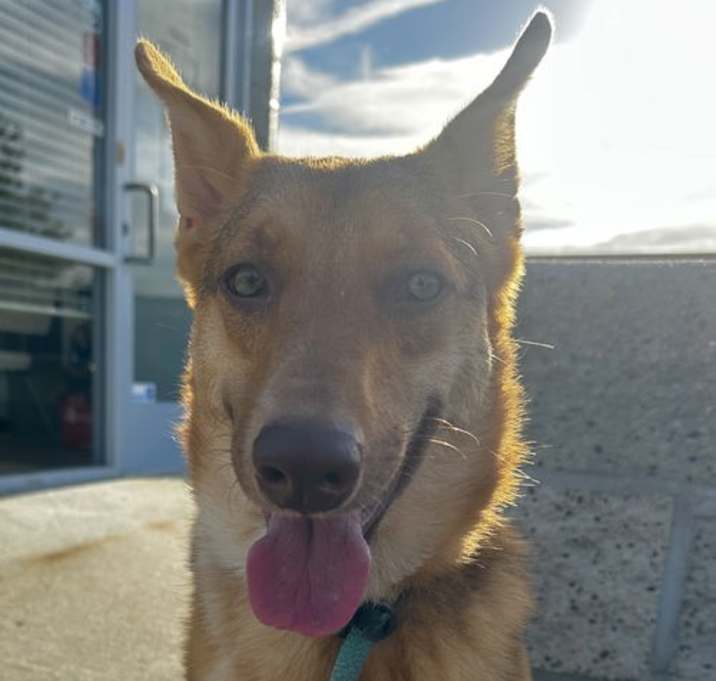 Photo of Savannah