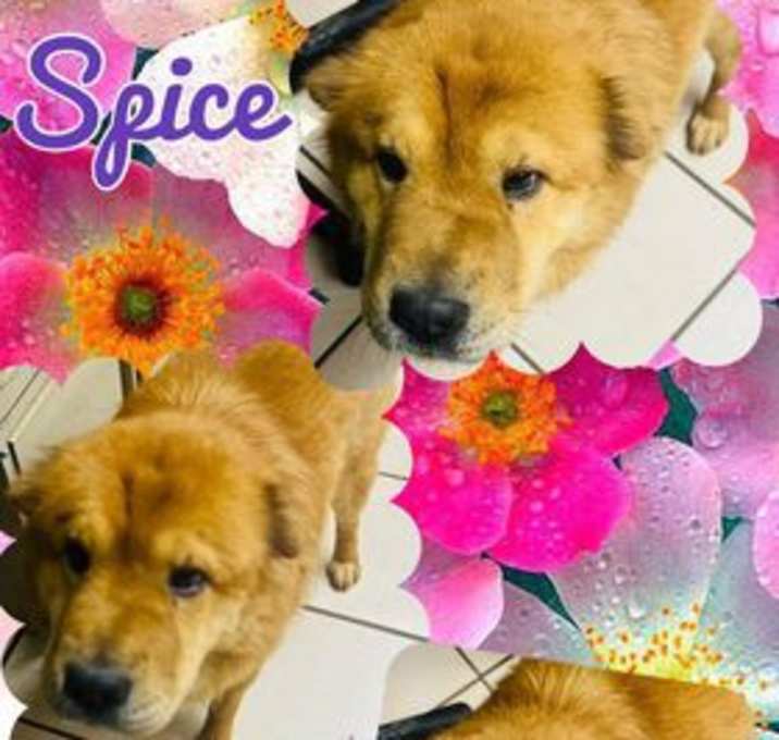 Photo of Spice