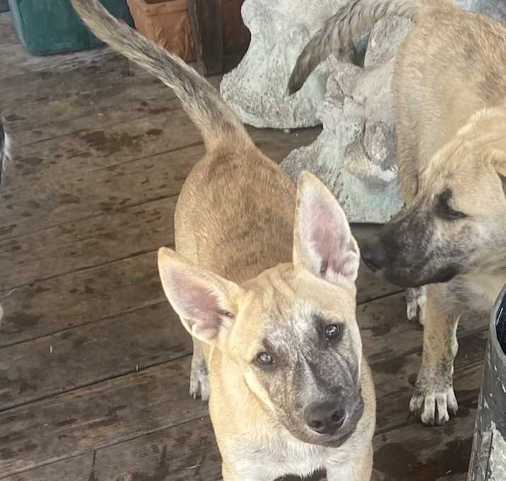 Photo of Tiki