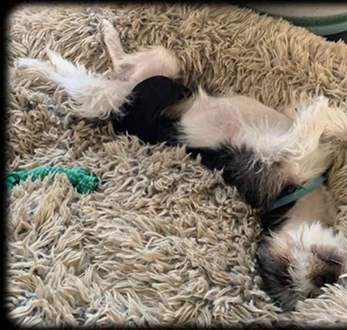 Photo of Teddy
