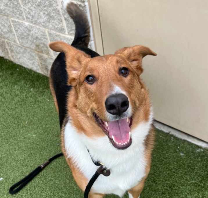 Photo of Hunter (in foster)