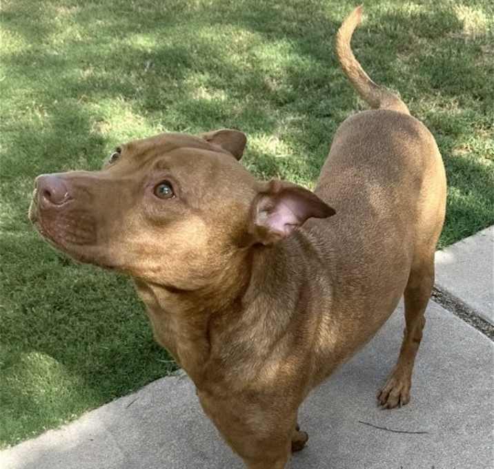 Photo of Toby