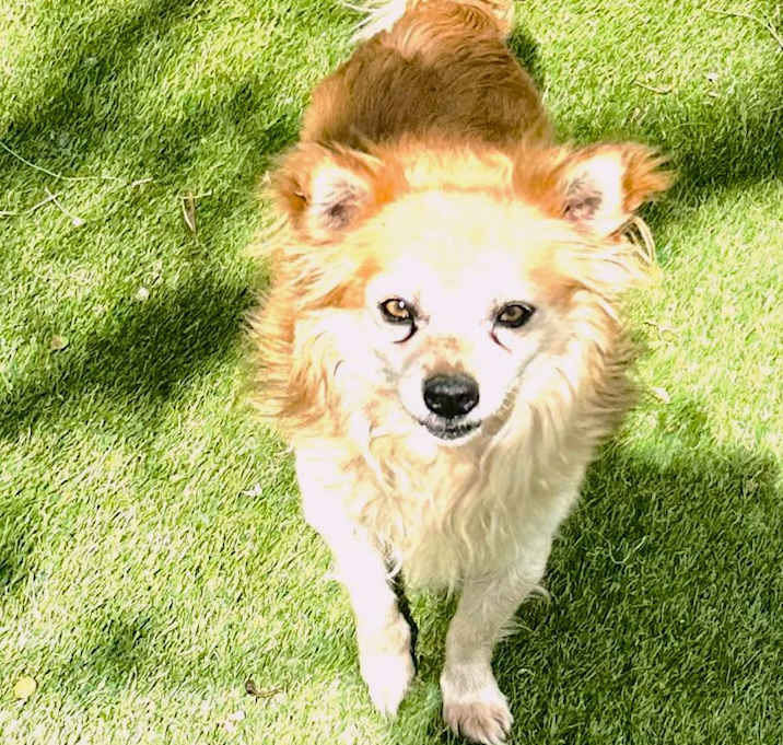 Photo of Rusty