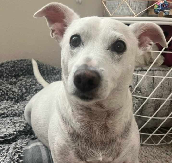 Photo of DARWIN-Special Needs