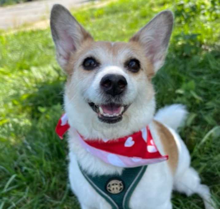 Photo of Tibby