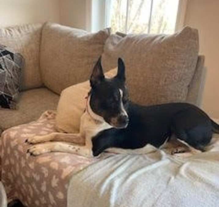 Photo of MAGGIE (SHIRLEY  - Boston Terrier mix)