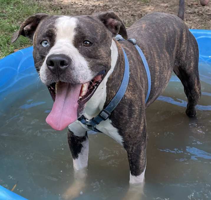 Photo of Blue