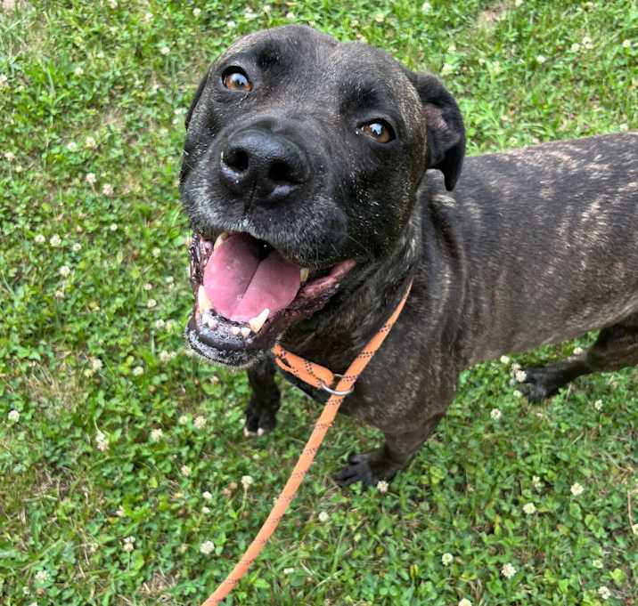 Photo of Atlas