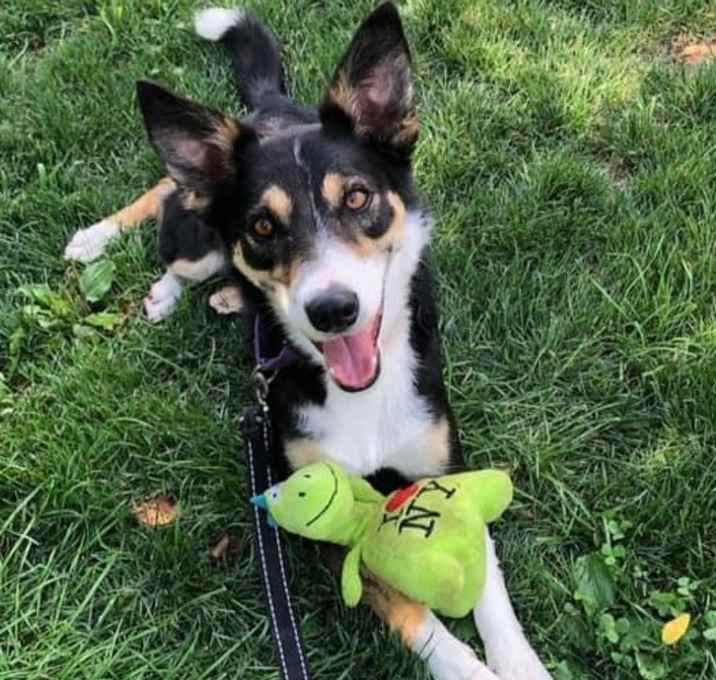 Photo of Bella - Courtesy Post