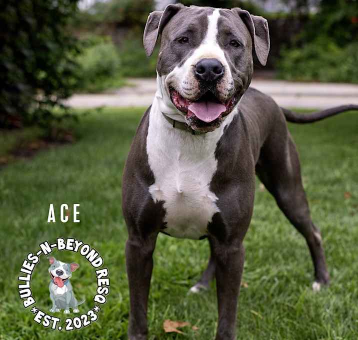 Photo of Ace