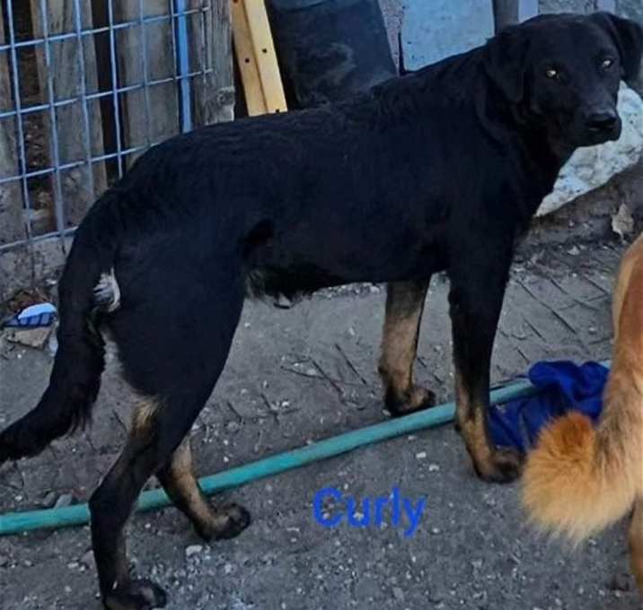 Photo of Curly