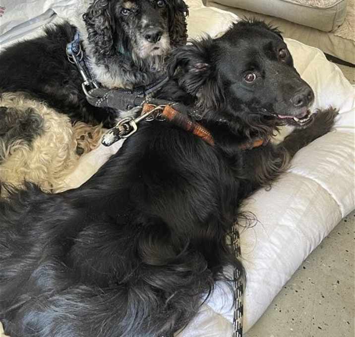Photo of Merle and Chibbs
